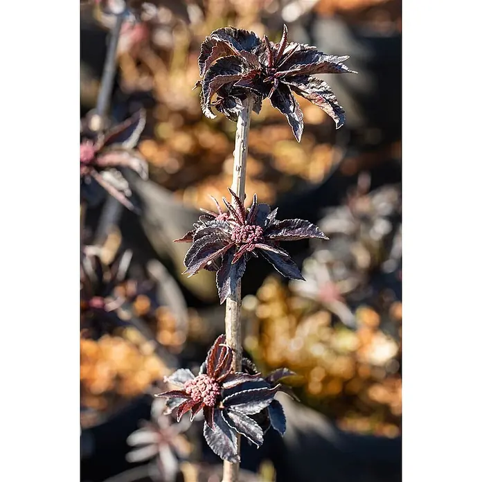 Pflanzen für dich Schwarzer Holunder Schwarzer Holunder - Sambucus nigra 'Black Tower', Rosa, Aktuelle Wuchshöhe: 80 cm - 100 cm - Eine Kulturpflanze mit dunklen, strukturierten Blättern und kleinen rosafarbenen Blütenknospen.