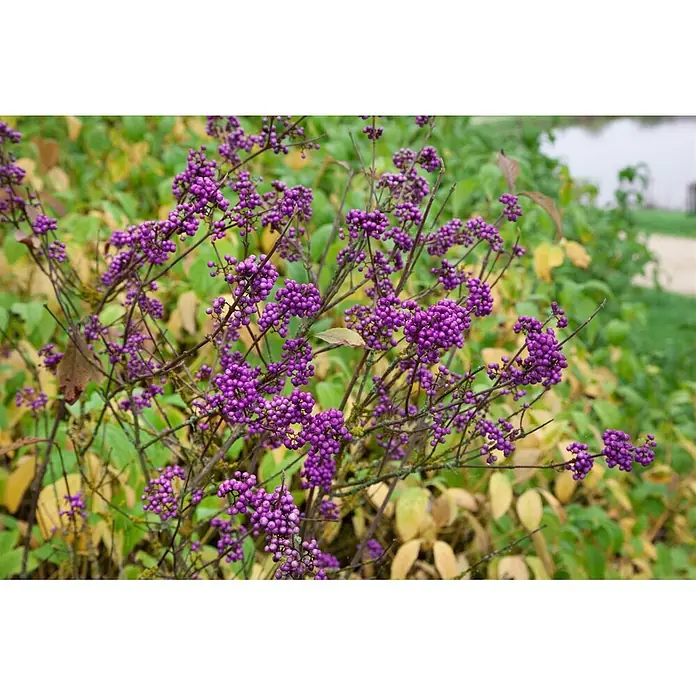 Pflanzen für dich Chinesische Schönfrucht Liebesperlenstrauch - Callicarpa bodinieri, Aktuelle Wuchshöhe: 80 cm - 100 cm - Ein Strauch mit leuchtend violetten Beeren, die an seinen Zweigen gruppiert sind.