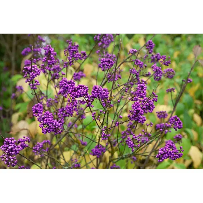 Pflanzen für dich Chinesische Schönfrucht Liebesperlenstrauch - Callicarpa bodinieri, Aktuelle Wuchshöhe: 80 cm - 100 cm - Leuchtend violette Beeren in Trauben an kahlen Zweigen eines Busches vor grün-gelbem Laub.