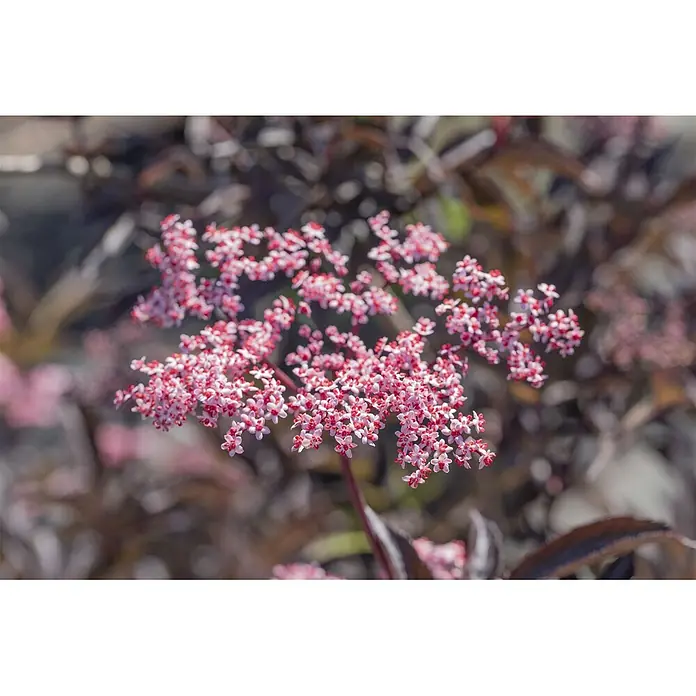 Pflanzen für dich Schwarzer Holunder 40-60 cm - Sambucus nigra 'Black Beauty', Rosa, Aktuelle Wuchshöhe: 40 cm - 60 cm - Zarte rosa-rote Blüten mit leuchtend roten Zentren in natürlicher Umgebung.
