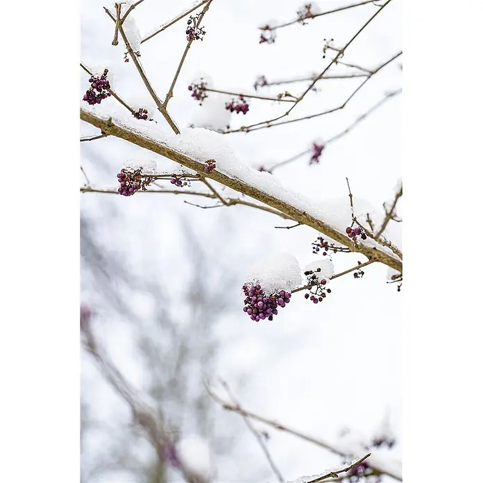 Pflanzen für dich Chinesische Schönfrucht Liebesperlenstrauch - Callicarpa bodinieri, Aktuelle Wuchshöhe: 80 cm - 100 cm - Kahle Äste, dick mit frischem weißem Schnee bedeckt, geschmückt mit leuchtenden Büscheln kleiner lila Beeren.
