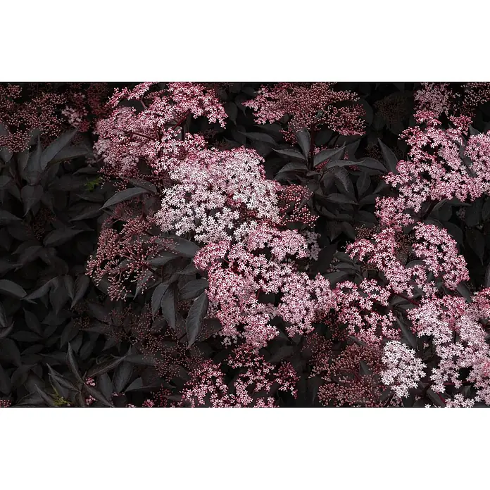 Pflanzen für dich Schwarzer Holunder 40-60 cm - Sambucus nigra 'Black Beauty', Rosa, Aktuelle Wuchshöhe: 40 cm - 60 cm - Dunkelblättrige Pflanze mit zarten rosa-weißen Blütenständen.