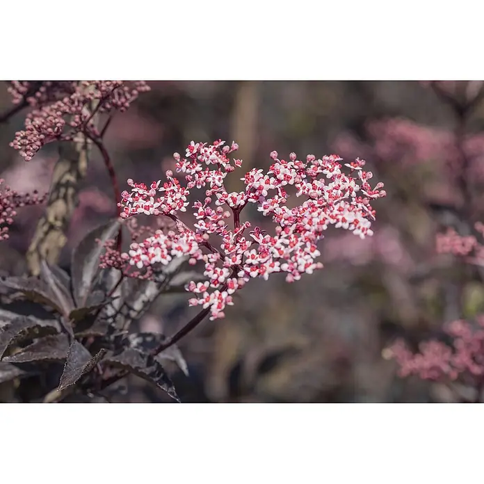 Pflanzen für dich Schwarzer Holunder 40-60 cm - Sambucus nigra 'Black Beauty', Rosa, Aktuelle Wuchshöhe: 40 cm - 60 cm - Blühende Pflanze mit kleinen rosa-weißen Blüten und dunklen Blättern.