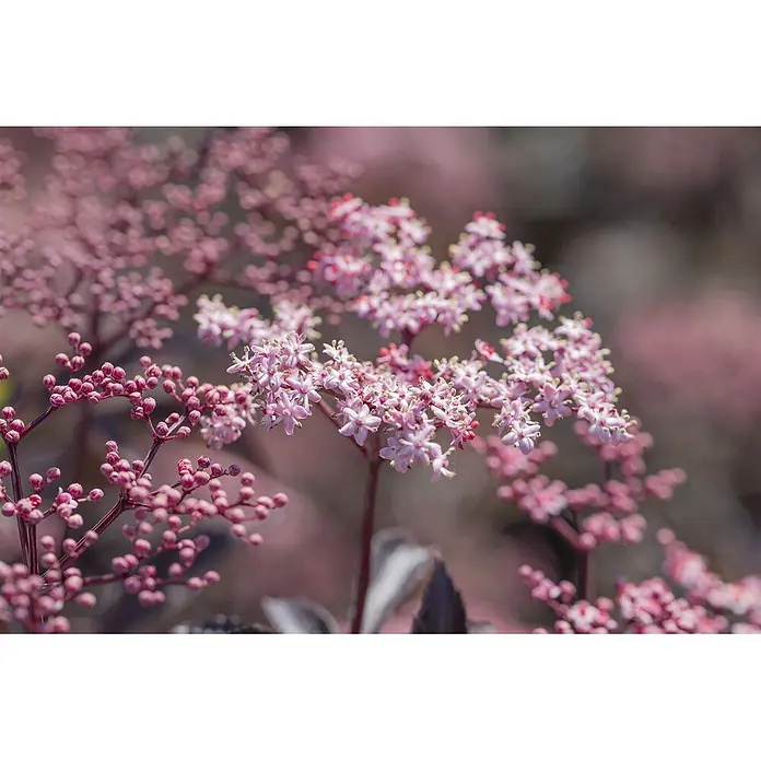 Pflanzen für dich Schwarzer Holunder 40-60 cm - Sambucus nigra 'Black Beauty', Rosa, Aktuelle Wuchshöhe: 40 cm - 60 cm - Nahaufnahme eines Zweigs mit hellrosa, sternförmigen Blüten und zahlreichen runden rosa Knospen vor weichem, unscharfem Hintergrund.