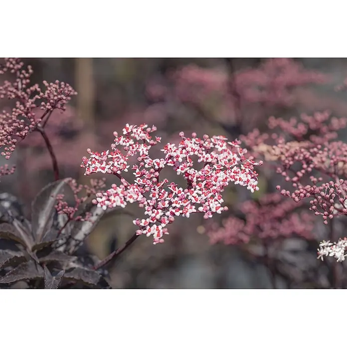 Pflanzen für dich Schwarzer Holunder 40-60 cm - Sambucus nigra 'Black Beauty', Rosa, Aktuelle Wuchshöhe: 40 cm - 60 cm - Zarte weiße und rote Blüten an einer Pflanze mit dunklen Stielen und Blättern.