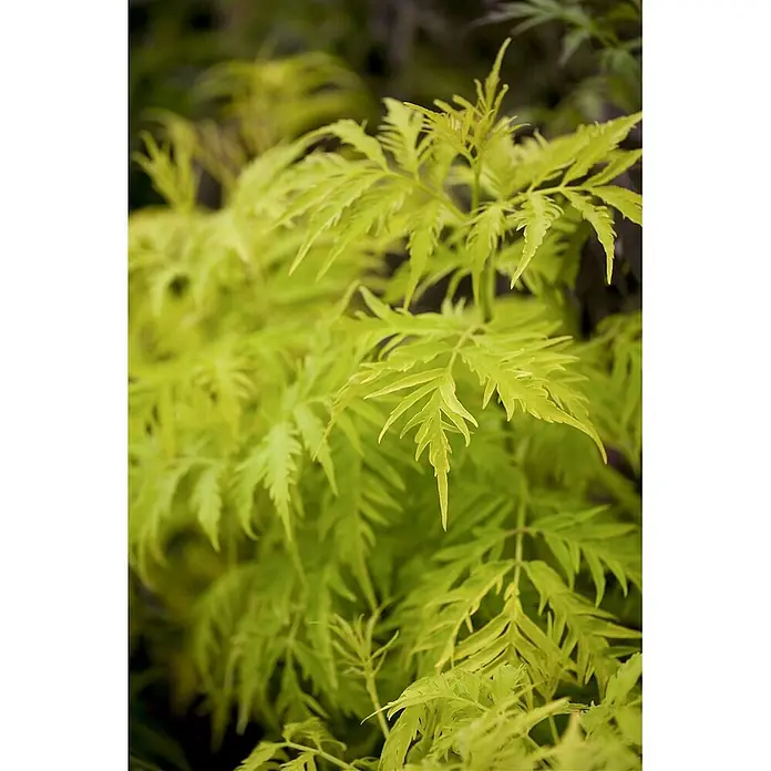 Pflanzen für dich Schwarzer Holunder 40-60 cm - Sambucus racemosa 'Golden Lace', Creme, Aktuelle Wuchshöhe: 40 cm - 60 cm - Leuchtend lindgrüne Blätter mit einer zarten, farnähnlichen Struktur.