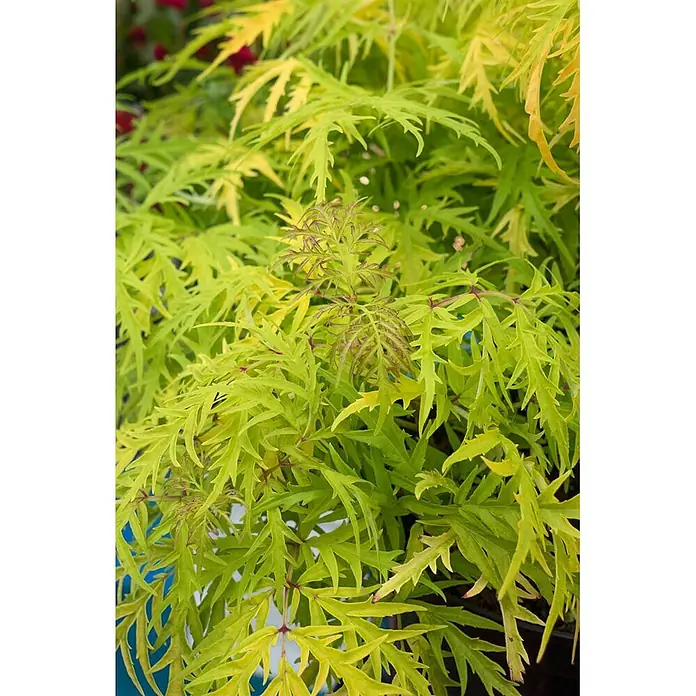 Pflanzen für dich Schwarzer Holunder 40-60 cm - Sambucus racemosa 'Golden Lace', Creme, Aktuelle Wuchshöhe: 40 cm - 60 cm - Nahaufnahme einer leuchtend limettengrünen Pflanze mit fein zerteilten, farnähnlichen Blättern und rötlichem Neuaustrieb.