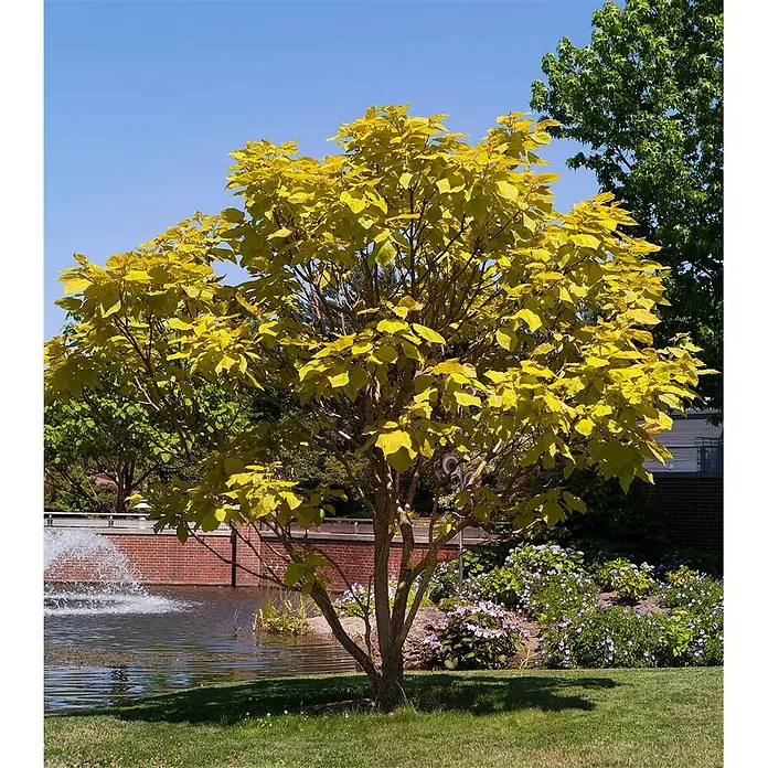 Pflanzen für dich Blauglockenbaum 40-60 cm - Catalpa bignonioides, 40 cm - 60 cm, Weiß - Leuchtend gelbblättriger Baum auf sonnigem Rasen neben einem Teich, der eine Gartenlandschaft bereichert.