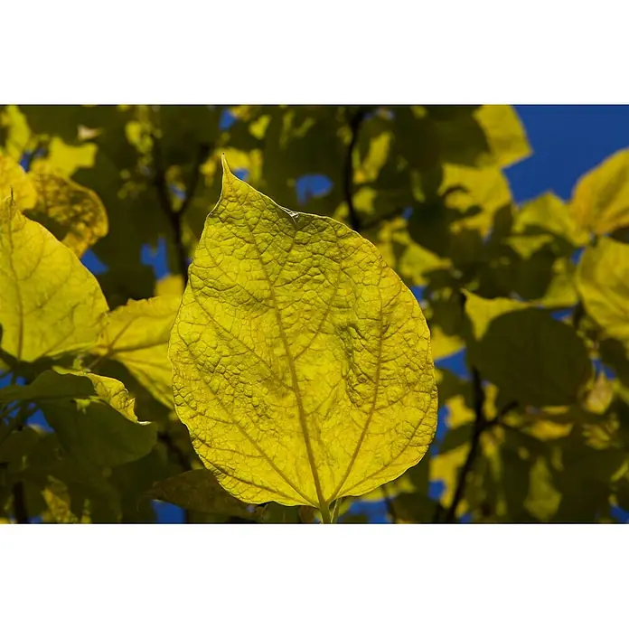 Pflanzen für dich Blauglockenbaum 100-125 cm - Catalpa bignonioides 'Aurea', 100 cm - 125 cm, Weiß - Leuchtend gelb-grünes, hinterleuchtetes Blatt mit deutlichen Adern vor blauem Himmel und unscharfem Laub.