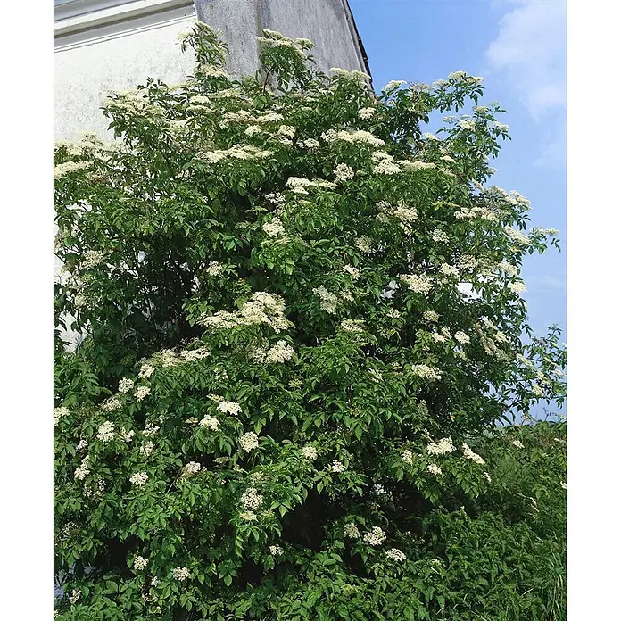 Pflanzen für dich Schwarzer Holunder 40-60 cm - Sambucus nigra 'Haidegg 17', Creme, Aktuelle Wuchshöhe: 40 cm - 60 cm - Ein großer Holunderbusch, bedeckt mit zahlreichen kleinen weißen Blütenständen und grünen Blättern, wächst an einem hellen Gebäude.