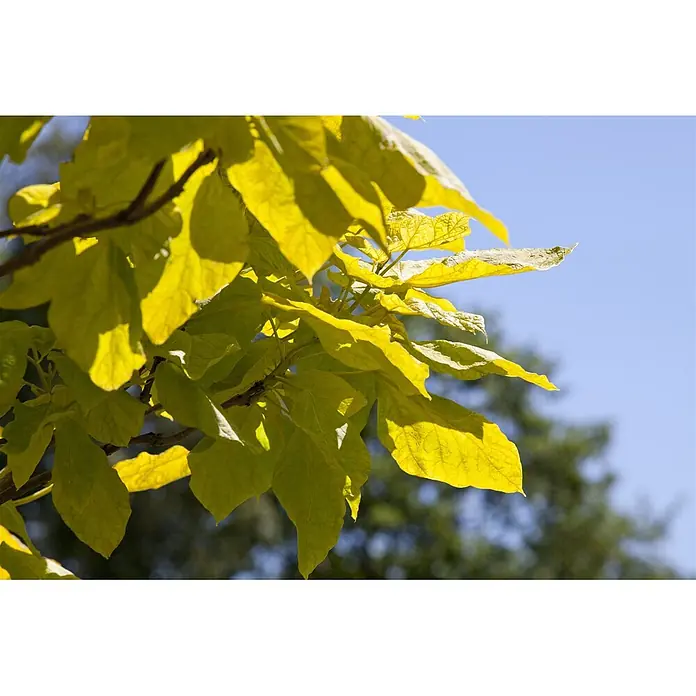 Pflanzen für dich Blauglockenbaum 100-125 cm - Catalpa bignonioides 'Aurea', 100 cm - 125 cm, Weiß - Leuchtend gelb-grüne Blätter an einem Ast, von Sonnenlicht durchleuchtet.