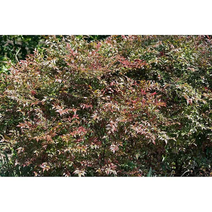 Pflanzen für dich Himmelsbambus 30-40 cm - Nandina domestica, Aktuelle Wuchshöhe: 30 cm - 40 cm - Üppiger Zierstrauch mit leuchtend roten und grünen Blättern und kleinen roten Beeren.