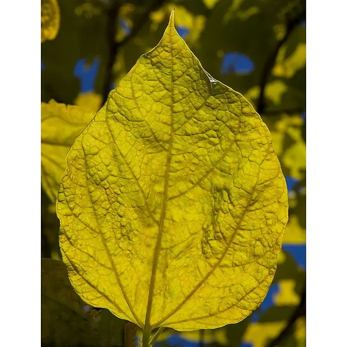Pflanzen für dich Blauglockenbaum 100-125 cm - Catalpa bignonioides 'Aurea', 100 cm - 125 cm, Weiß - Leuchtend gelbes Blatt, von hinten beleuchtet, das feine Aderstrukturen zeigt.