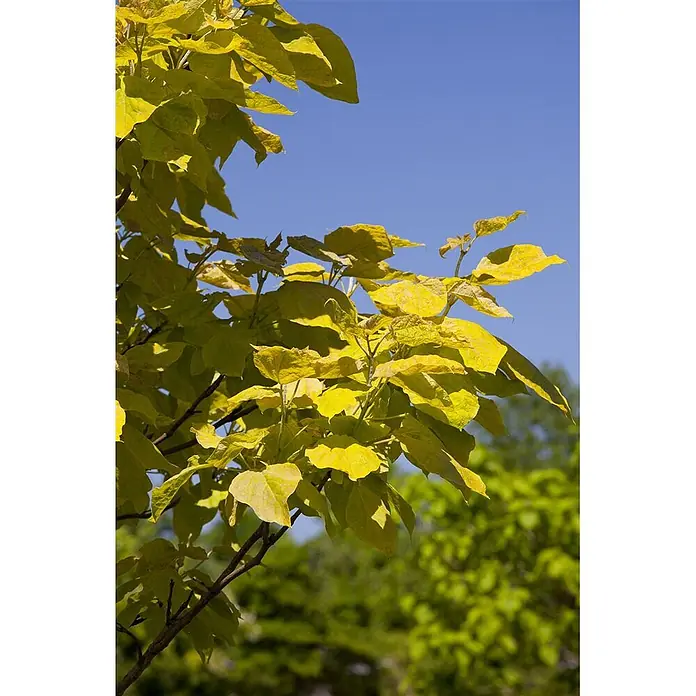 Pflanzen für dich Blauglockenbaum 40-60 cm - Catalpa bignonioides, 40 cm - 60 cm, Weiß - Leuchtend gelbe Blätter eines Baumes vor klarem blauem Himmel.