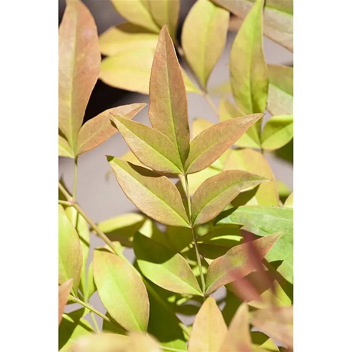Pflanzen für dich Himmelsbambus 30-40 cm - Nandina domestica, Aktuelle Wuchshöhe: 30 cm - 40 cm - Nahaufnahme von lebhaften Pflanzenblättern, die von grün in der Mitte zu rotbraun an den Rändern übergehen.