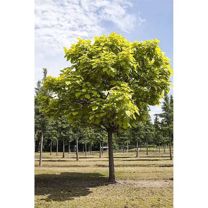 Pflanzen für dich Blauglockenbaum 40-60 cm - Catalpa bignonioides, 40 cm - 60 cm, Weiß - Ein Baum mit leuchtend grünen Blättern und braunem Stamm in einer Baumschule.