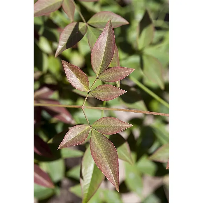 Pflanzen für dich Himmelsbambus 30-40 cm - Nandina domestica, Aktuelle Wuchshöhe: 30 cm - 40 cm - Nahaufnahme von grünen, gefiederten Blättern mit rötlichen Rändern und sichtbaren Blattadern an einem dünnen Stiel.