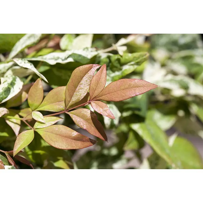 Pflanzen für dich Himmelsbambus 30-40 cm - Nandina domestica, Aktuelle Wuchshöhe: 30 cm - 40 cm - Nahaufnahme von panaschierten Pflanzenblättern in Rot-, Grün- und Weißtönen.