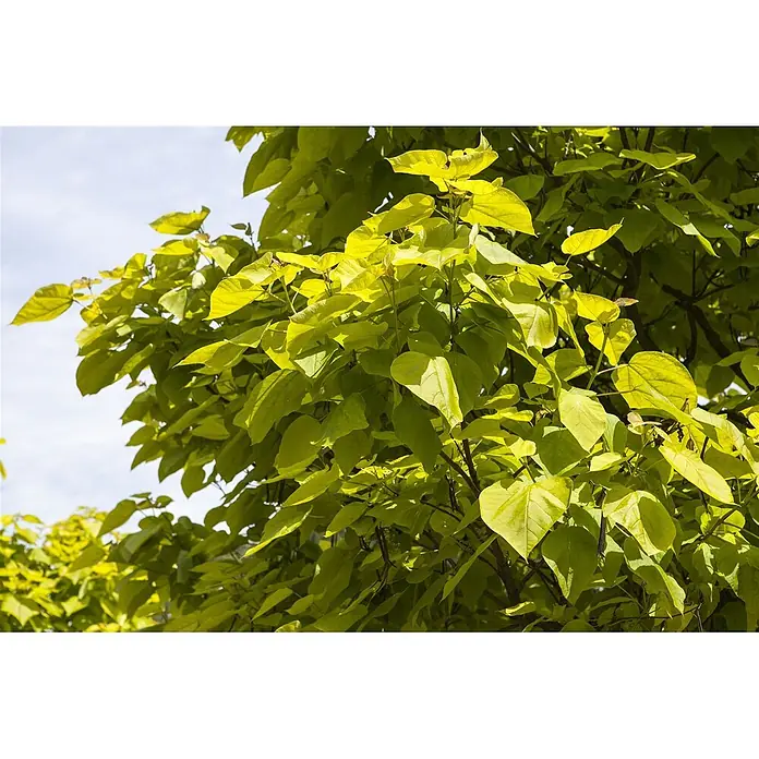 Pflanzen für dich Blauglockenbaum 40-60 cm - Catalpa bignonioides, 40 cm - 60 cm, Weiß - Hellgrüne Baumblätter, beleuchtet von Sonnenlicht.