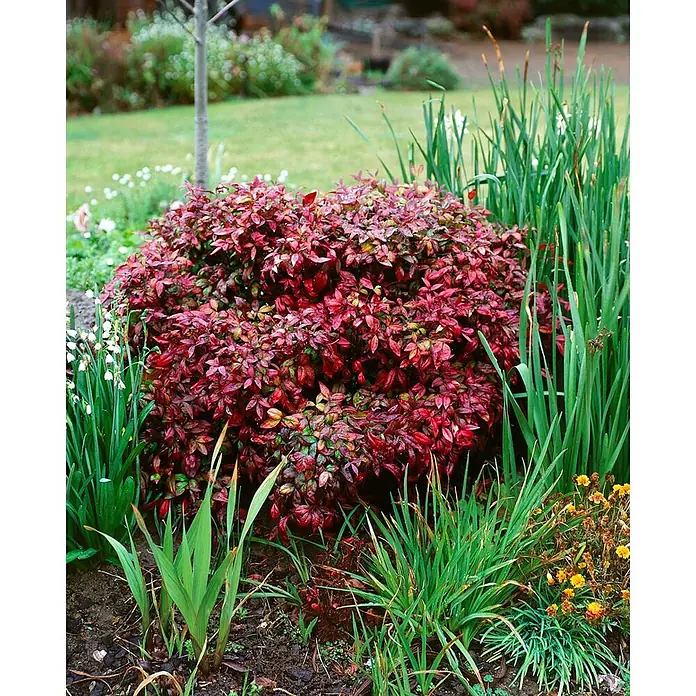 Pflanzen für dich Himmelsbambus 40-60 cm - Nandina domestica 'Flirt', Aktuelle Wuchshöhe: 40 cm - 60 cm - Ein leuchtend roter, dichter Strauch, wahrscheinlich eine Nandina, umgeben von grünen Gartenpflanzen und kleinen gelben Blüten.