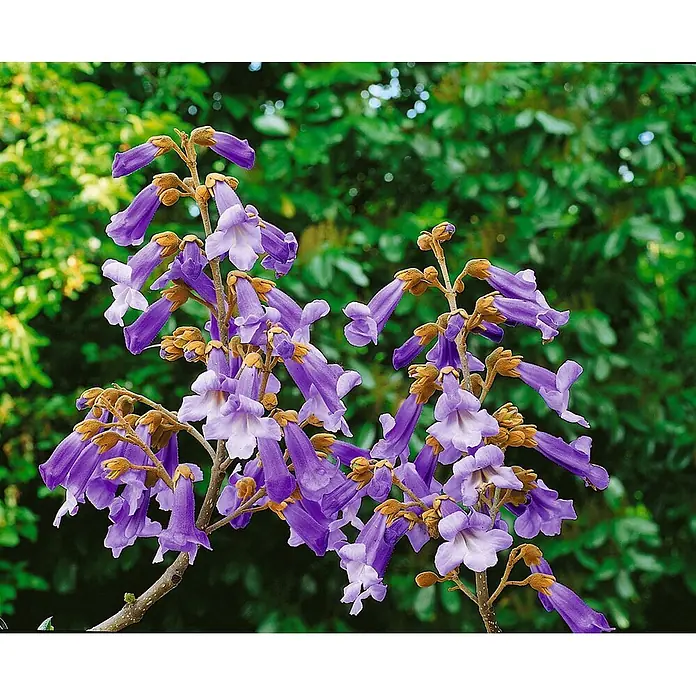 Pflanzen für dich Blauglockenbaum 150-200 cm - Paulownia tomentosa, 150 cm - 200 cm, Lila - Bündel leuchtend violetter glockenförmiger Blüten mit weißen Zentren an einem Ast blühend.