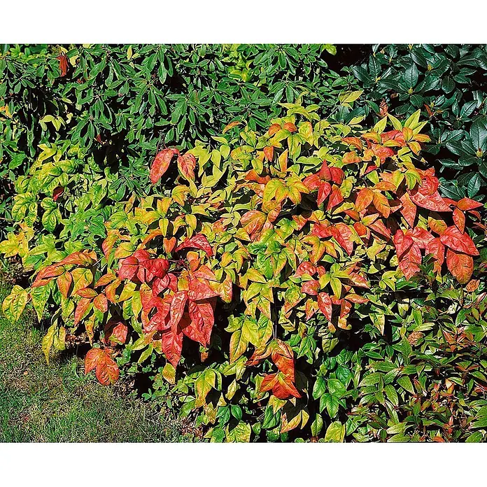 Pflanzen für dich Himmelsbambus 30-40 cm - Nandina domestica 'Firepower', Aktuelle Wuchshöhe: 30 cm - 40 cm - Lebendige Pflanze mit roten, orangen, gelben und grünen Blättern, eingebettet in grünes Laub.