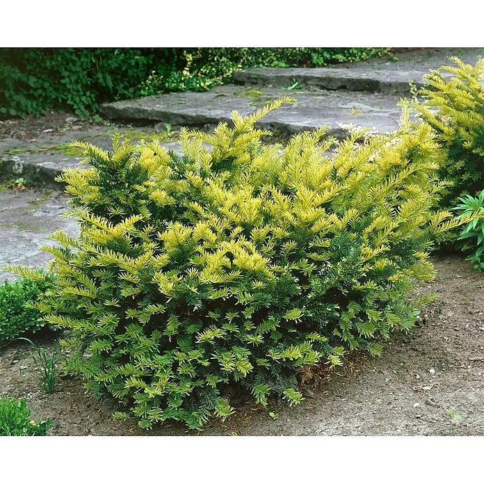 Pflanzen für dich Becher-Eibe 60-70 cm - Taxus media 'Tymon', Aktuelle Wuchshöhe: 60 cm - 70 cm - Lebhafter grün-gelb panaschierter immergrüner Strauch, ideal für die Gartengestaltung.