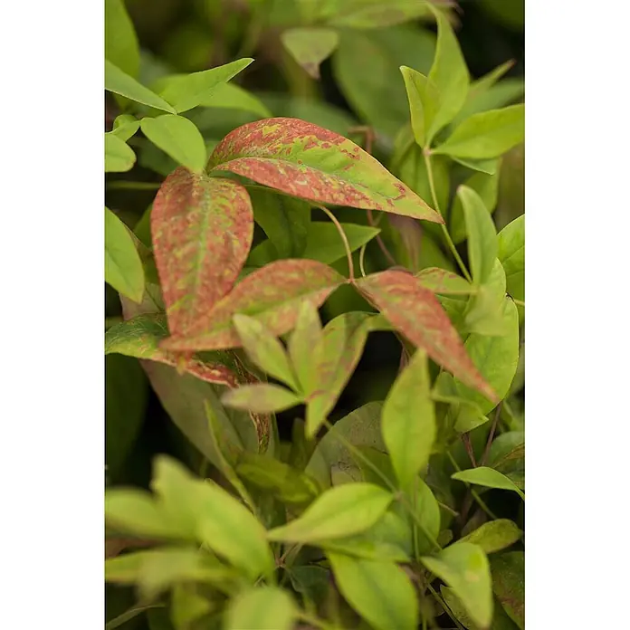 Pflanzen für dich Himmelsbambus 30-40 cm - Nandina domestica 'Firepower', Aktuelle Wuchshöhe: 30 cm - 40 cm - Kräftige grüne Blätter mit rötlich-brauner Maserung, inmitten von anderem grünem Laub.
