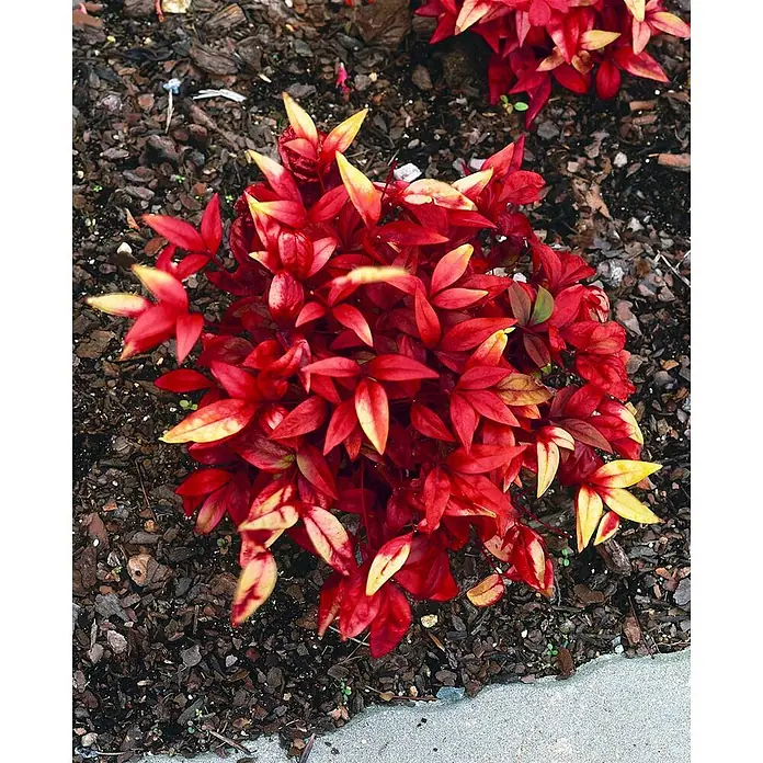 Pflanzen für dich Himmelsbambus 30-40 cm - Nandina domestica 'Firepower', Aktuelle Wuchshöhe: 30 cm - 40 cm - Kompakter Strauch mit leuchtend roten und gelben Blättern in einem gemulchten Gartenbeet.