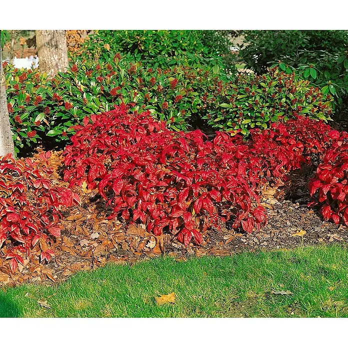 Pflanzen für dich Himmelsbambus 30-40 cm - Nandina domestica 'Firepower', Aktuelle Wuchshöhe: 30 cm - 40 cm - Leuchtend rote Sträucher bilden eine auffällige Beeteinfassung in einem üppigen Garten mit grünem Laub, Mulch und Rasen.
