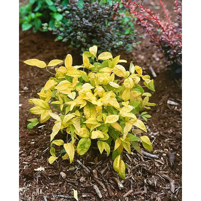 Pflanzen für dich Himmelsbambus 30-40 cm - Nandina domestica 'Firepower', Aktuelle Wuchshöhe: 30 cm - 40 cm - Eine kleine, buschige Pflanze mit hellgelb-grünen Blättern in einem gemulchten Gartenbeet. Andere Pflanzen sind im Hintergrund sichtbar.