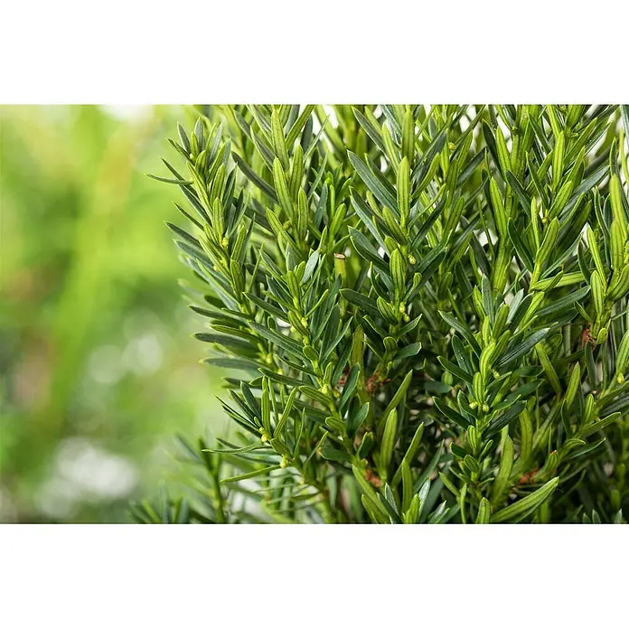 Pflanzen für dich Becher-Eibe 30-40 cm - Taxus media 'Hillii', Aktuelle Wuchshöhe: 30 cm - 40 cm - Nahaufnahme von leuchtend grünem Immergrün mit zahlreichen kleinen, nadelförmigen Blättern und winzigen Knospen.