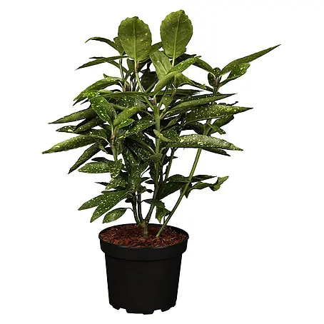 Pflanzen für dich  Himmelsbambus 50-60 cm