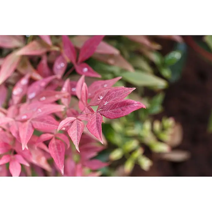 Pflanzen für dich Himmelsbambus 20-30 cm - Nandina domestica 'Obsessed', Aktuelle Wuchshöhe: 20 cm - 30 cm - Nahaufnahme leuchtend pinker Blätter mit Wassertropfen und feinen Blattadern.