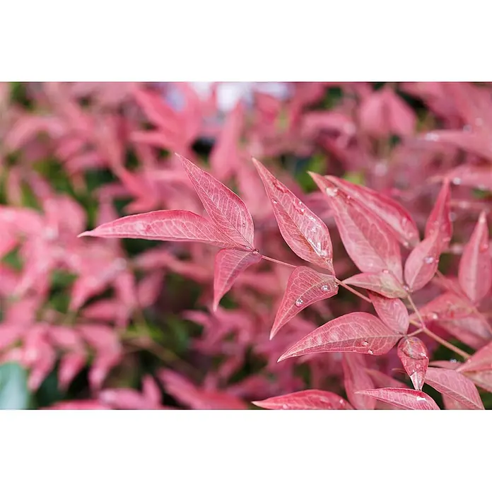 Pflanzen für dich Himmelsbambus 20-30 cm - Nandina domestica 'Obsessed', Aktuelle Wuchshöhe: 20 cm - 30 cm - Leuchtend rosa Blätter mit Wassertropfen, die ihre auffällige Farbe und zarte Textur hervorheben.