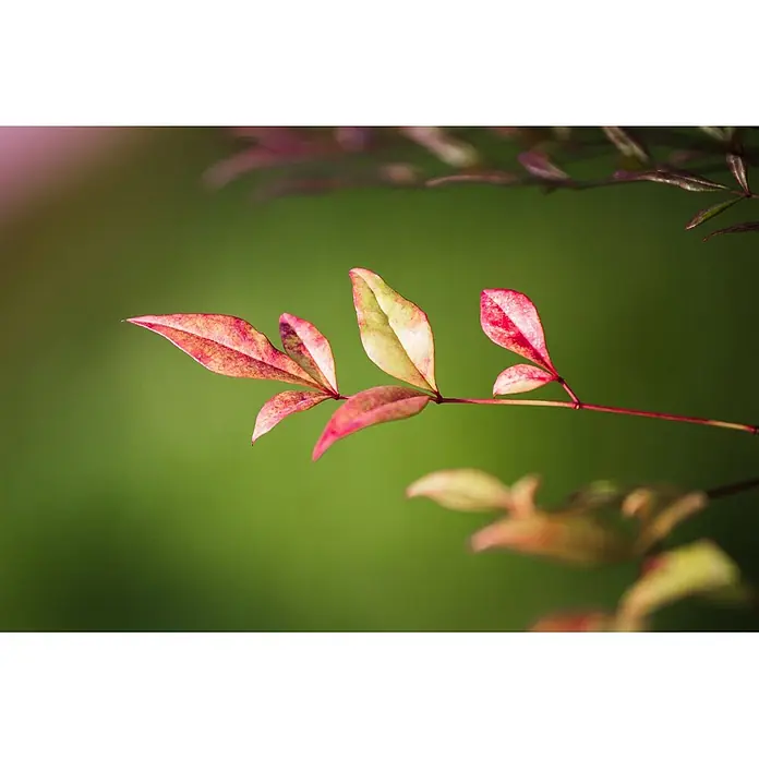 Pflanzen für dich Himmelsbambus 20-30 cm - Nandina domestica 'Obsessed', Aktuelle Wuchshöhe: 20 cm - 30 cm - Ein schlanker Zweig mit leuchtend roten und grünen Blättern, einige Blätter zeigen eine Farbmischung.