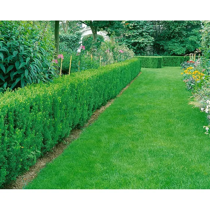 Pflanzen für dich Becher-Eibe 40-50 cm - Taxus × media 'Straight Hedge', Aktuelle Wuchshöhe: 40 cm - 50 cm - Eine lange, dichte grüne Hecke grenzt an einen gepflegten Rasen in einem lebhaften Garten.