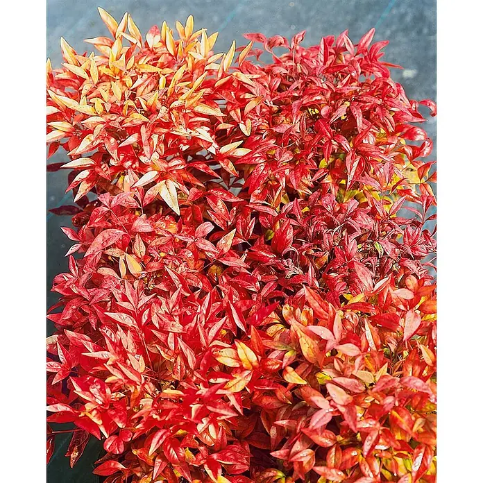 Pflanzen für dich Himmelsbambus 20-30 cm - Nandina domestica 'Obsessed', Aktuelle Wuchshöhe: 20 cm - 30 cm - Lebhaftes rot-orangefarbenes Laub einer dichten Zierpflanze.