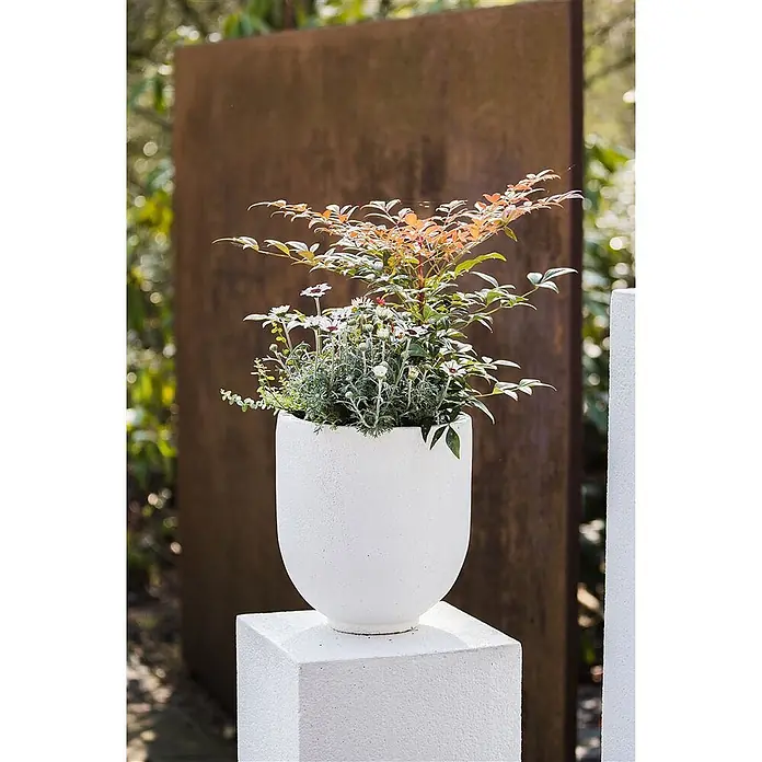 Pflanzen für dich Himmelsbambus 20-30 cm - Nandina domestica 'Obsessed', Aktuelle Wuchshöhe: 20 cm - 30 cm - Weißer texturierter Pflanzkübel auf einem Podest, bepflanzt, im Außenbereich.