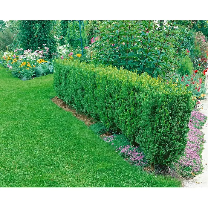 Pflanzen für dich Becher-Eibe 40-50 cm - Taxus × media 'Straight Hedge', Aktuelle Wuchshöhe: 40 cm - 50 cm - Gepflegte grüne Hecke trennt Rasen von farbenfrohem Blumenbeet im Garten.
