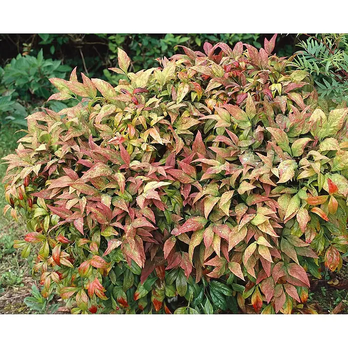 Pflanzen für dich Himmelsbambus 30-40 cm - Nandina domestica 'Blush Pink', Aktuelle Wuchshöhe: 30 cm - 40 cm - Dichter Strauch mit bunten Blättern in Rot, Grün und Gelb, mit Wassertropfen besetzt.