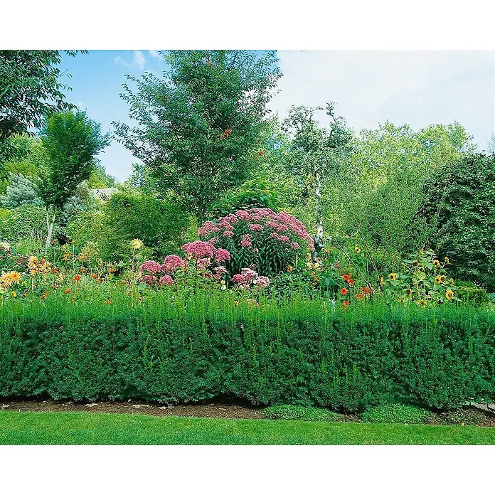 Pflanzen für dich Becher-Eibe 40-50 cm - Taxus × media 'Straight Hedge', Aktuelle Wuchshöhe: 40 cm - 50 cm - Eine gepflegte grüne Hecke im Vordergrund eines farbenprächtigen Gartens mit Blumen und Bäumen.