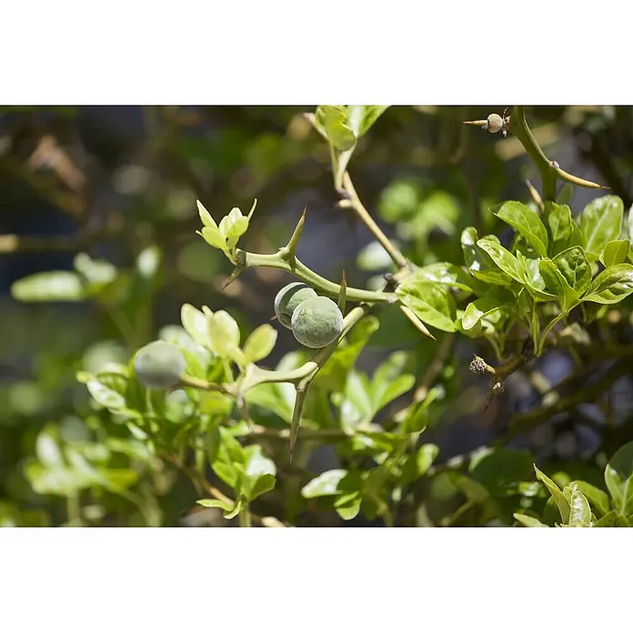 Pflanzen für dich Orangenbaum 60-80 cm - Poncirus trifoliata - Dornige Pflanze mit kleinen, flaumigen grünen Früchten und scharfen Dornen zwischen hellgrünen Blättern.