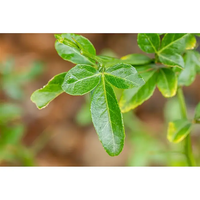 Pflanzen für dich Orangenbaum 60-80 cm - Poncirus trifoliata - Satte grüne Blätter mit einer charakteristischen, doppelt gelappten Form an einem Pflanzenzweig.