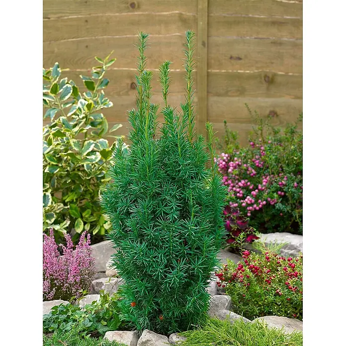 Pflanzen für dich Becher-Eibe Eibe - Taxus × media 'Nixe', Aktuelle Wuchshöhe: 80 cm - 100 cm - Aufrechter, dunkelgrüner immergrüner Strauch mit dichtem Laub, ideal für die Gartengestaltung.