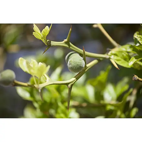 Pflanzen für dich  Orangenbaum 60-80 cm