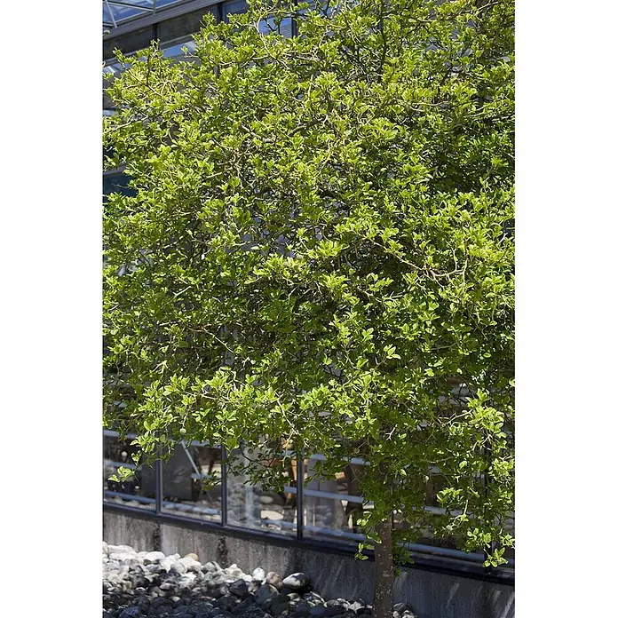 Pflanzen für dich Orangenbaum 60-80 cm - Poncirus trifoliata - Ein kleiner, hellgrüner Baum mit Ästen und Dornen, der draußen vor einem Gebäude mit Glas und Steinen wächst.