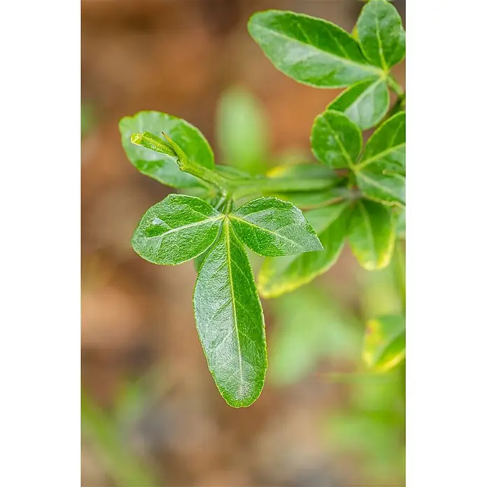 Pflanzen für dich Orangenbaum 60-80 cm - Poncirus trifoliata - Nahaufnahme von lebendig grünen Blättern an einem Pflanzenzweig, mit texturiertem Laub vor weichem, natürlichem Hintergrund.