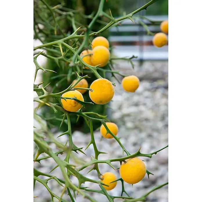 Pflanzen für dich Orangenbaum 60-80 cm - Poncirus trifoliata - Grüne dornige Äste mit kleinen, runden gelben Früchten.