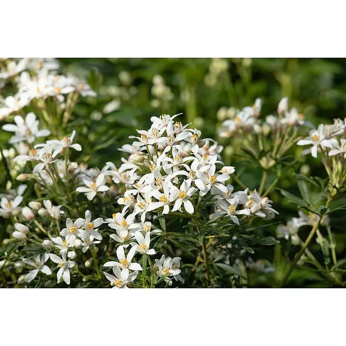Pflanzen für dich Orangenbaum 30-40 cm - Choisya ternata 'White Dazzler' - Weiße Blüten mit gelben Zentren und grünen Blättern in voller Blüte.
